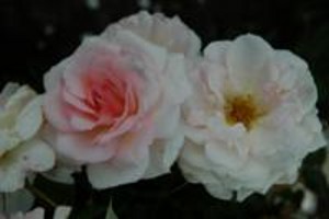 PEARL (floribunda)